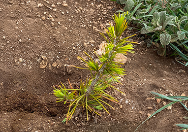 Kirman Premium Forest Konsepti İle Fidanlarımız Toprakla Buluştu